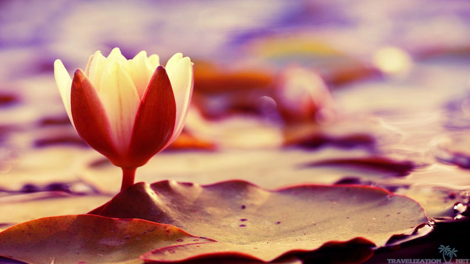 sunrise-blooming-lotus-wallpapers-1920x1080